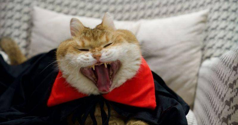 10 Foto Lucu Kucing Cosplay Jadi Vampir, Ekspresinya Serius Banget